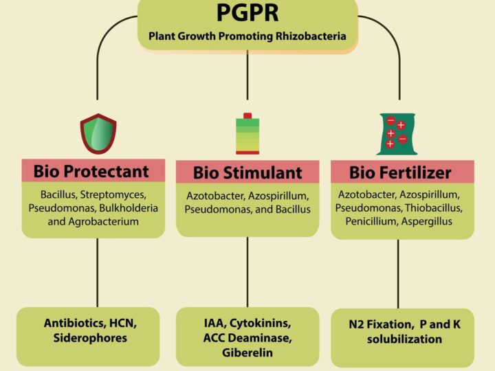 The Benefits of Microbes in a Hydroponic Grow